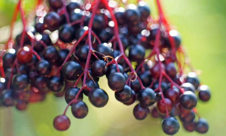 elderberry:-the-all-natural,-immune-boosting-superfood